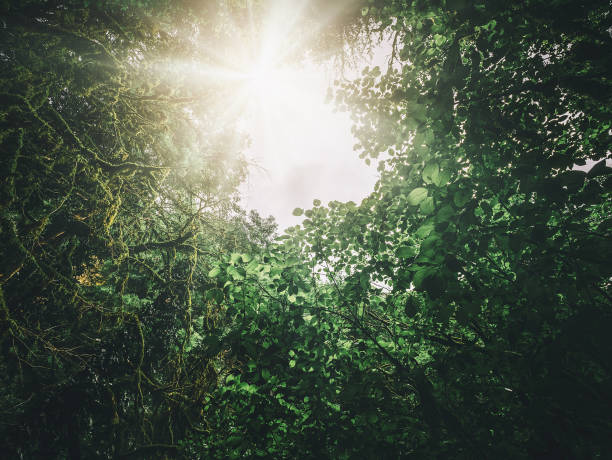 Dense forest canopy with filtered sunlight