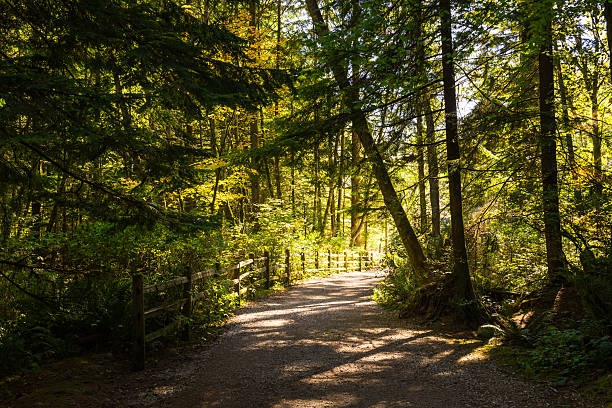 Forest trail with dappled sunlight