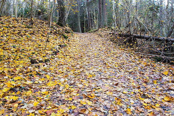 Autumn forest path with golden leaves