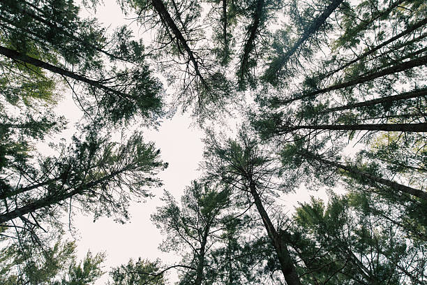 Sunlight filtering through spruce forest canopy