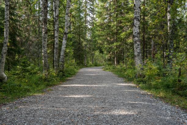 Gravel hiking trail through Norwegian woodland