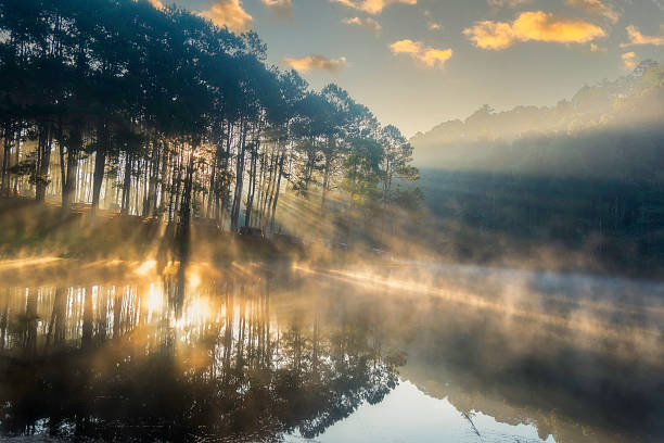 Morning light through pine trees